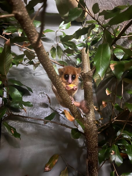 Goodman's mouse lemur, Shaldon Wildlife Trust